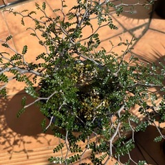 オペルクリカリアパキプス③の画像