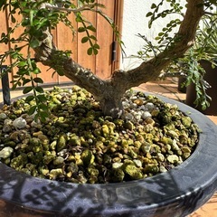 オペルクリカリアパキプス③の画像