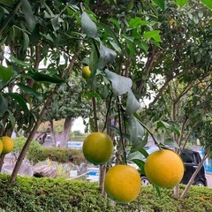 柑橘類の画像