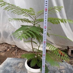 ジャカランダ(キリモドキ)鉢上げの画像