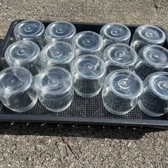 菌糸ボトル800ml.400ml　各１４本の画像