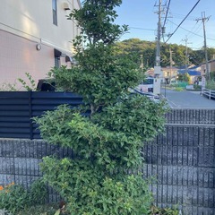 柊の木 庭木 約2メートル の画像