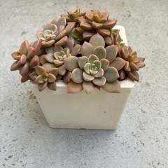 多肉植物の画像