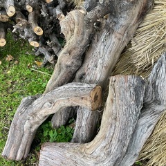 薪ストーブに焚き火に　ぶどうの太枝の画像