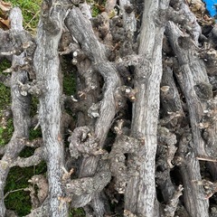 薪ストーブに焚き火に　ぶどうの太枝の画像