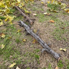 薪ストーブに焚き火に　ぶどうの太枝の画像