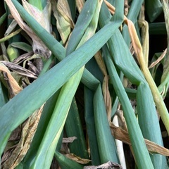 長ネギ(土、根っこつき)30本超の画像