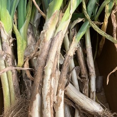 長ネギ(土、根っこつき)30本超の画像