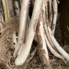長ネギ(土、根っこつき)30本超の画像