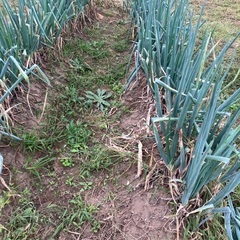 長ネギ(土、根っこつき)30本超の画像