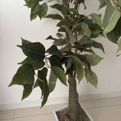 フェイクグリーン　観葉植物の画像