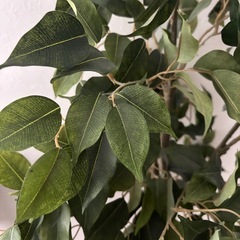 フェイクグリーン　観葉植物の画像