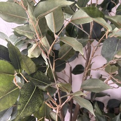 フェイクグリーン　観葉植物の画像