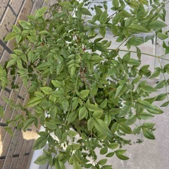 南天（ナンテン）FRPプランターごとの画像