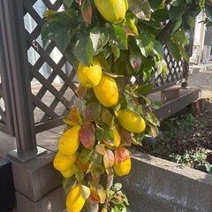 カリン  花柚子   唐辛子  の画像