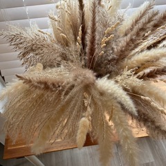 パンパスの画像