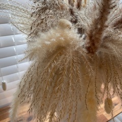 パンパスの画像