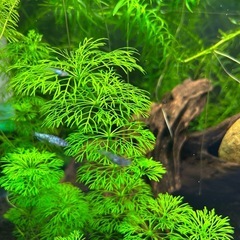 メダカ（鬼ラメ）2025年生まれ 幼魚5匹性別不明
　の画像