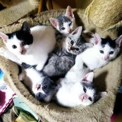 2ヶ月のかわいい子猫です