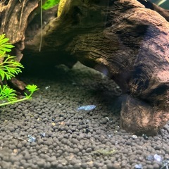 メダカ（鬼ラメ）2025年生まれ 幼魚5匹性別不明
　の画像