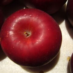 樹上完熟紅玉 秀品 青森県 南部地方産１kgあたり1,000円の画像