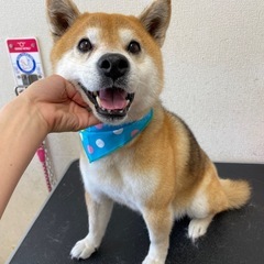 大型犬用トリミングテーブルの画像