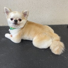 大型犬用トリミングテーブルの画像