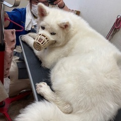 大型犬用トリミングテーブルの画像