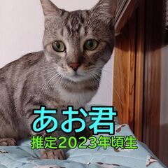 あお君♂　１歳くらい