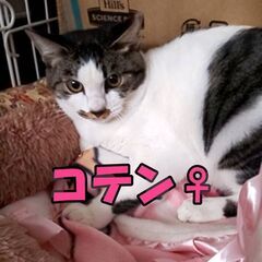 コテン♀　推定6月生まれ