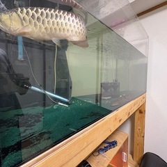 訳あり熱帯魚。 の画像