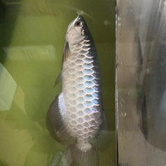 訳あり熱帯魚。 の画像