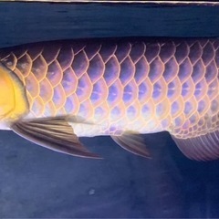 訳あり熱帯魚。 の画像