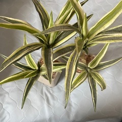 フェイクグリーン
の画像