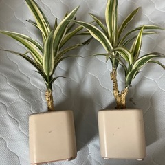 フェイクグリーン
の画像