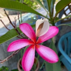 プルメリア　つぼみつき付きの画像