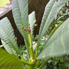 プルメリア　つぼみつき付きの画像