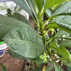 プルメリア　つぼみつき付きの画像