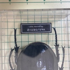 ディアゴスティーニ 世界の昆虫 マルスゾウカブト カブトムシ の画像