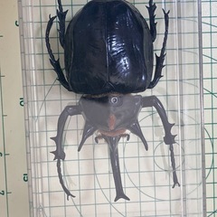 ディアゴスティーニ 世界の昆虫 マルスゾウカブト カブトムシ の画像