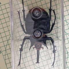 ディアゴスティーニ 世界の昆虫 マルスゾウカブト カブトムシ の画像