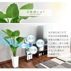 人工観葉植物【オーガスタ／グリーン色】フェイクグリーン 造花 光触媒 インテリア 訳あり B品 アウトレット品 ※定価10,990円の画像