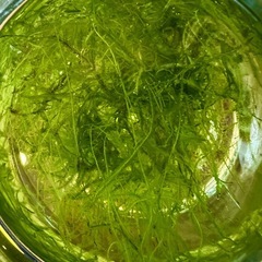 ウィローモス 水草 メダカ 水槽 熱帯魚にの画像