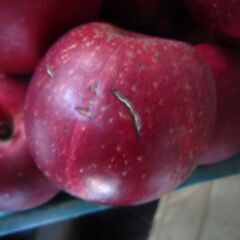 わけあり品 樹上完熟紅玉 青森県 南部地方産１kgあたり500円　②の画像