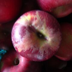 わけあり品 樹上完熟紅玉 青森県 南部地方産１kgあたり500円　②の画像