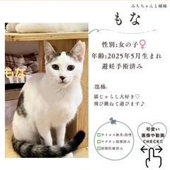 11/16(日)10:30〜保護猫の譲渡会【ぬくもりの館】④大刀洗町