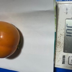 取引中/調整中甘柿／食べごろ　／京都産　一箱残りわずかの画像