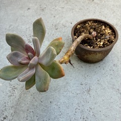 多肉・月花美人の画像