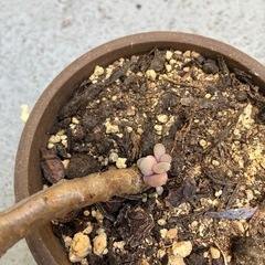 多肉・月花美人の画像