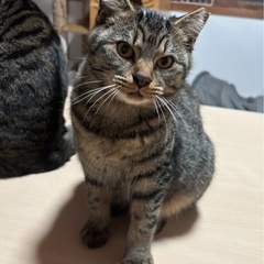 むかわ町内で保護 (仮)かんろ - 猫